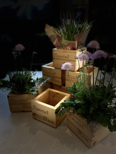 Potted Plant - Mothers Day by Dingles - A bespoke locally handmade wooden pot complimenting a fresh florist choice plant. This product is inclusive of our famous Dingles gift wrapping service and delivered with care.