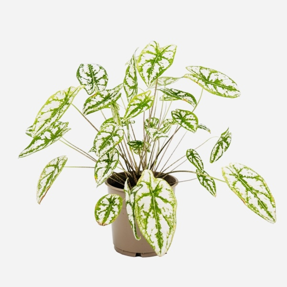 Potted House Plant ~ Caladium Humboldtii