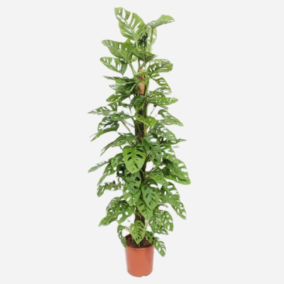 Monstera Adansonii Monkey Leaf - This houseplant is a true statement for any room in the home. It’s 160cm in height and loves a good mist!
